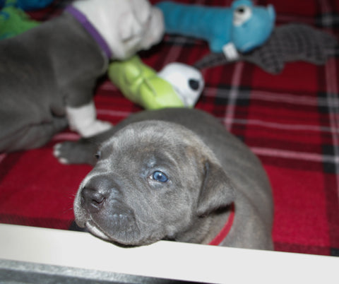 pit bull puppy in whelping box