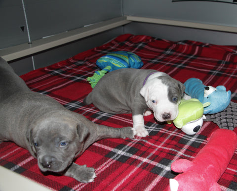 pit bull puppies in whelping box