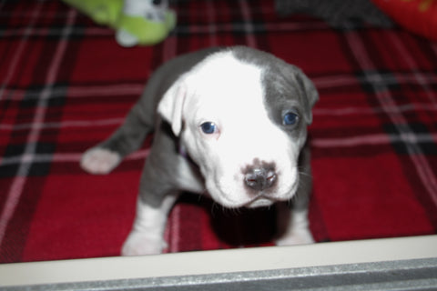 brindle and white female pit bull puppy