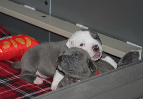 pit bull puppy boy and girl