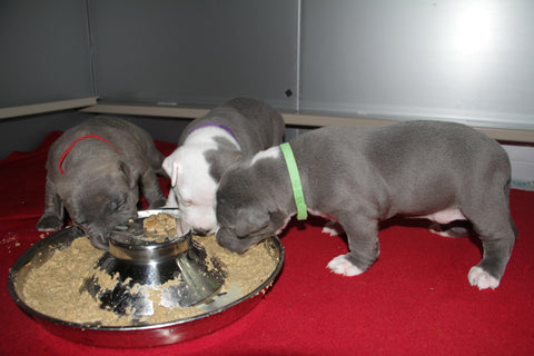 27 day old puppies eating