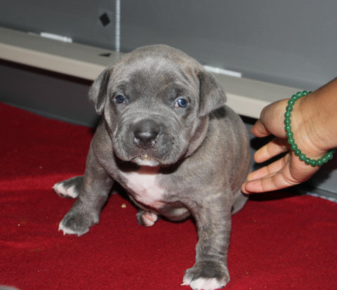 27 day old pit bull puppy