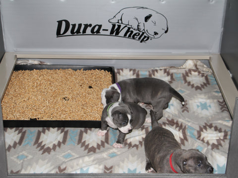 potty box 4 week old puppies