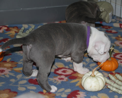 pit bull puppy plays with pumpkins