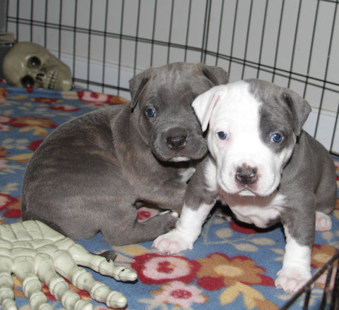 brother and sister pit bull 4 weeks old