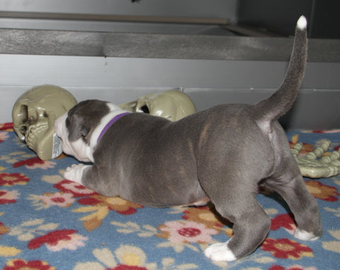 pit bull puppy explores halloween decorations
