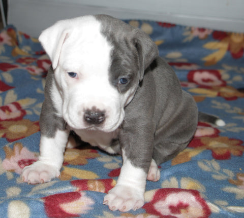 pit bull puppy 32 days old