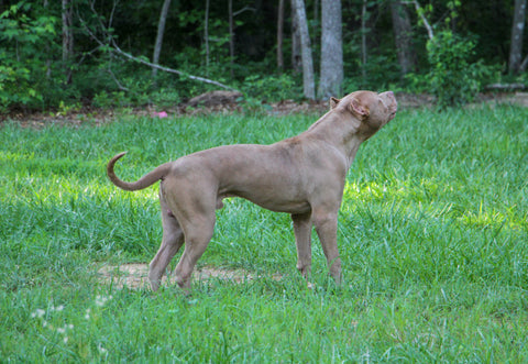 xl pit bull stud audemars