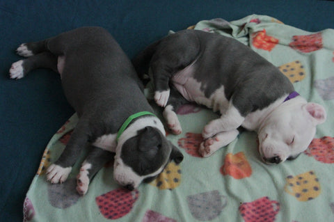 4 week old pit bull puppies sleeping