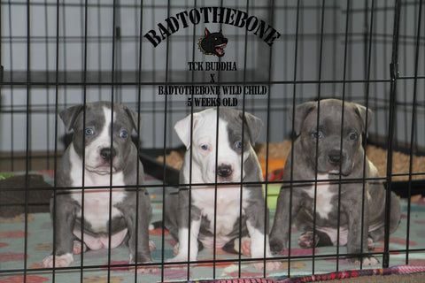 5 week old pit bull puppies tck buddha