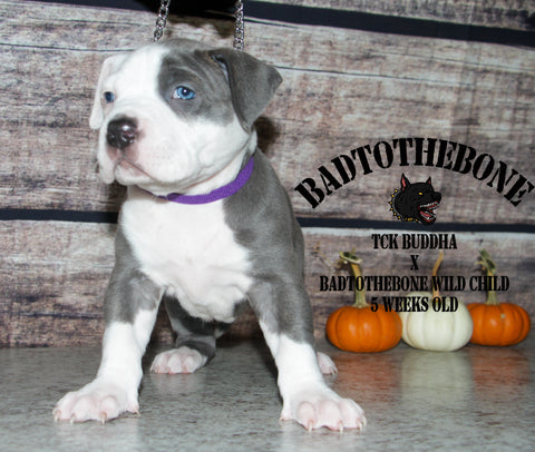 pit bull puppy 5 weeks old