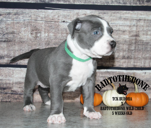 5 week old female pit bull puppy
