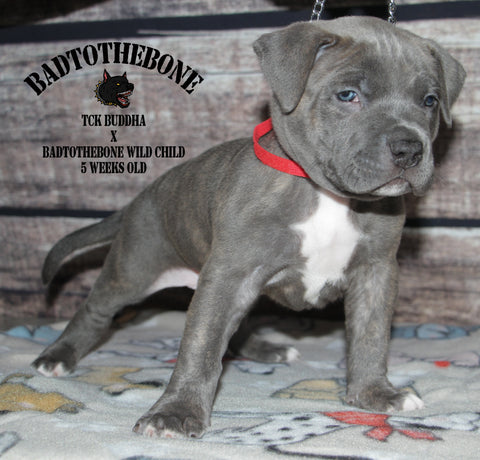 5 week old male pit bull