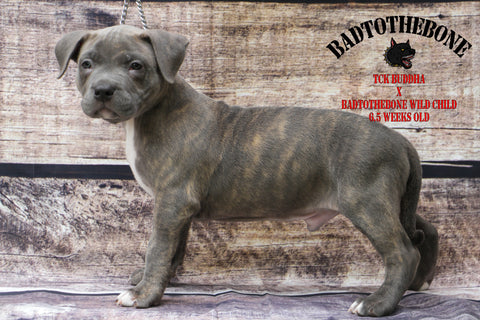 brindle pit bull 6 weeks old