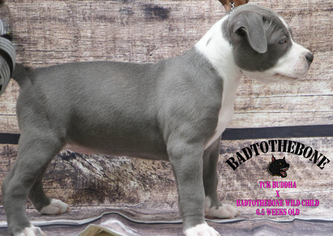 blue pit bull 6 weeks old side view