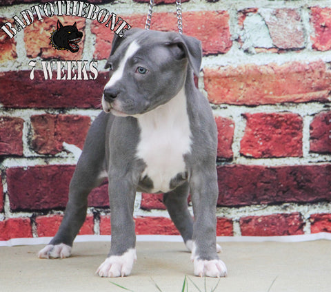 blue female pit bull puppy