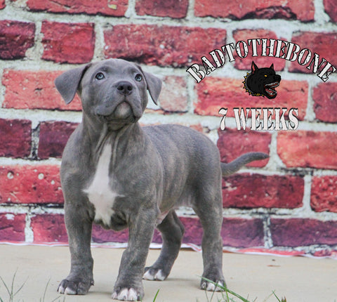 male brindle pit bull puppy 7 weeks old