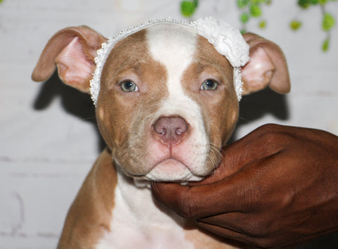 cute pit bull puppy with bow