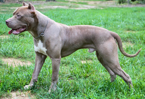 audemars side view xl american pit bull terrier