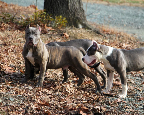 pit bull puppies