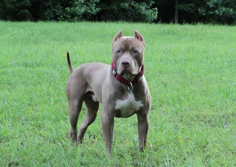 xl pit bull terrier audemars