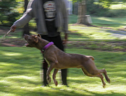 active pit bull terrier