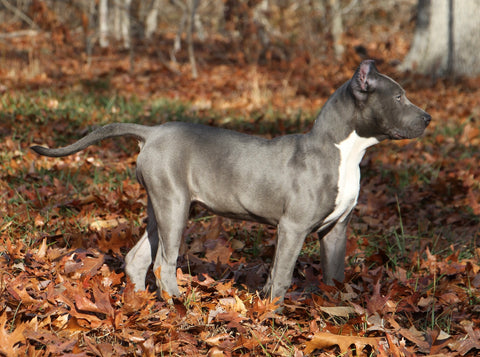 female xl american pit bull terrier