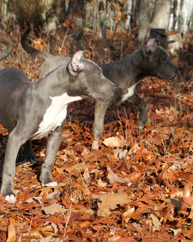 american pit bull terrier male and female puppy