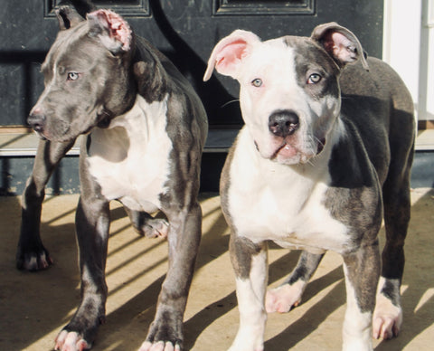 female american pit bull terrier puppies