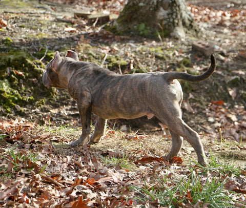 male brindle pit bull side view