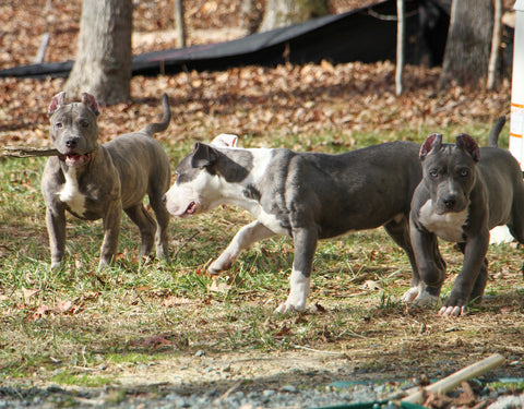 pit bull puppies playing in the yard