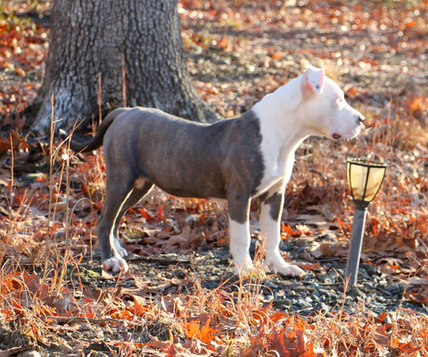 pit bull puppy female brindle and white