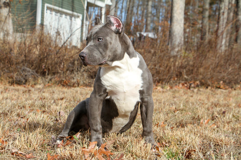 blue pit bull cropped ears
