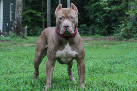 xl pit bull terrier audemars bad to the bone kennels