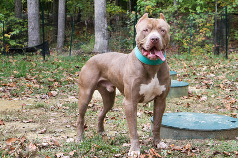 xl pit bull american terrier audemars bad to the bone kennels