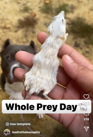 whole prey for dogs