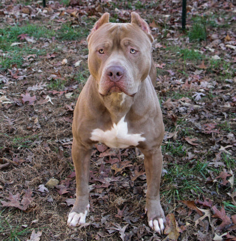 audemars american pit bull terrier bad to the bone kennels