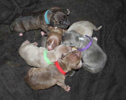 pit bull puppies 1 day old