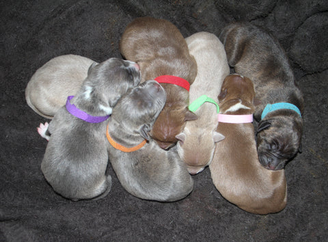 litter of pit bull puppies at 1 day old