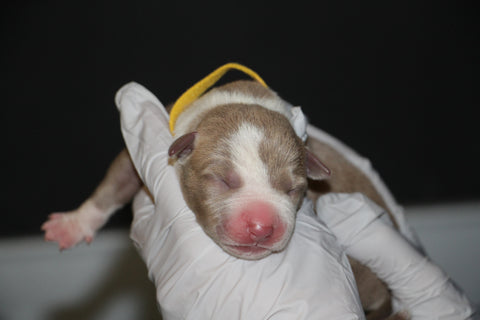 newborn pit bull puppy