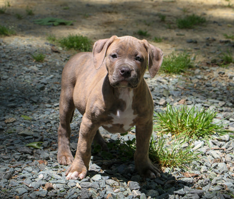 brindle pit bull puppy