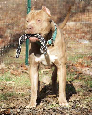 audemars xl american pit bull terrier