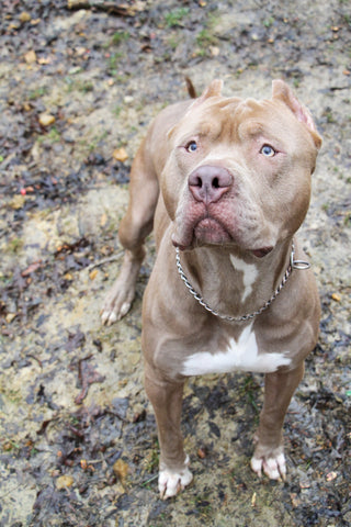 photo of American pit bull terrier