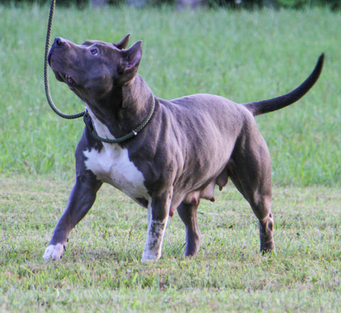 Week 6 Pit Bull Pregnancy TCK Buddha x BadtotheBone Wild Child breeding