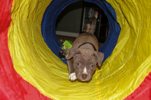 puppy in rainbow tunnel