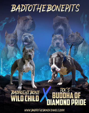 TCK's Buddha of Diamond Pride x BadtotheBone Wild Child Breeding Banner