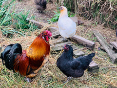 Rooster and 2 chooks