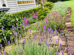 Lavender in a garden