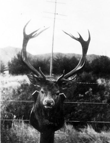 Bert Barra Stag