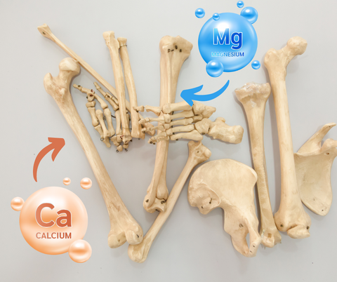 a  diagram of bones with Calcium and Magnesium bubble minerals